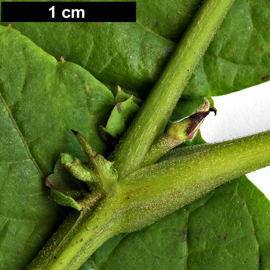 High resolution image: Family: Juglandaceae - Genus: Rhoiptelea - Taxon: chiliantha